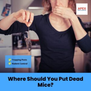 Where Should You Put Dead Mice