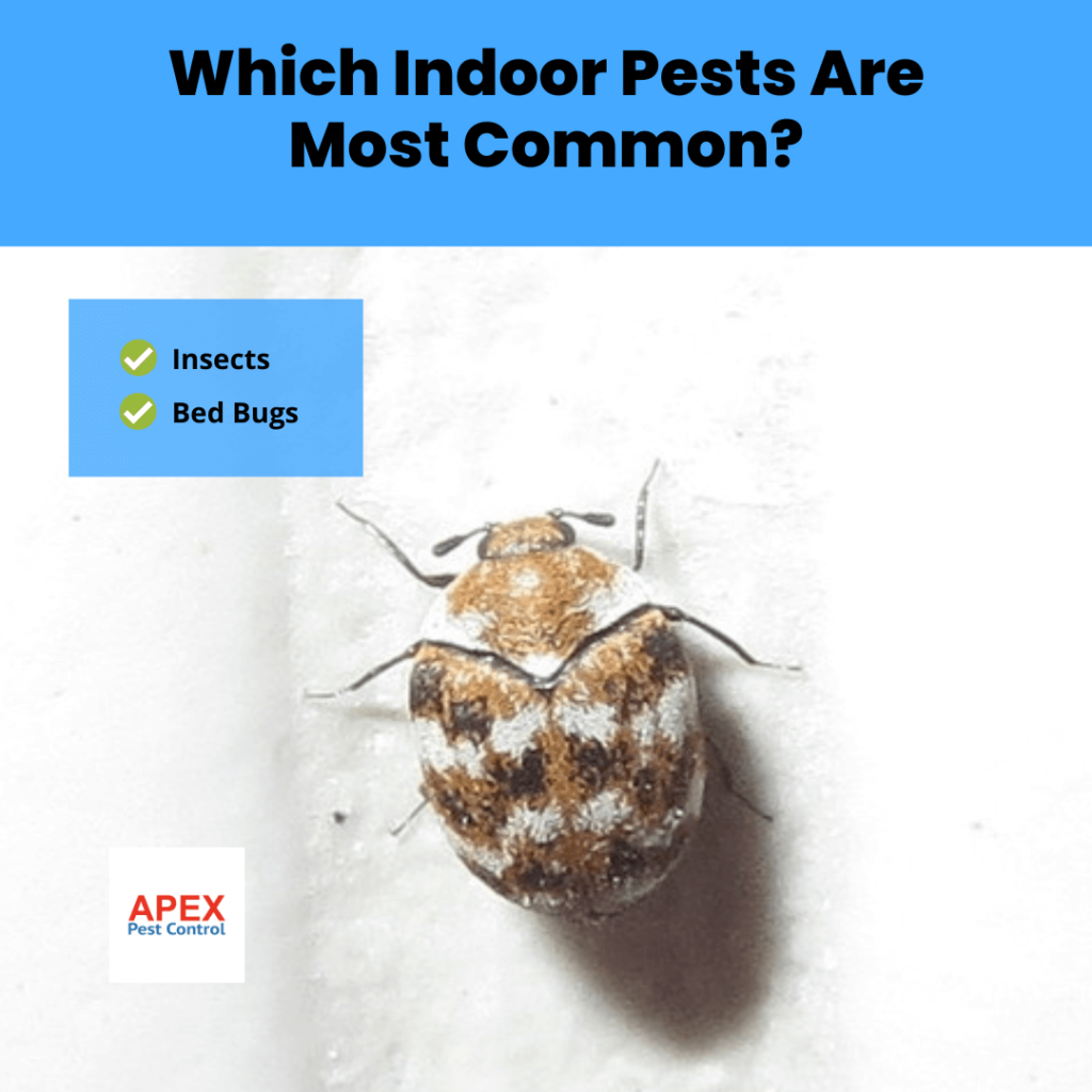 What's the most common Household Pest UK?