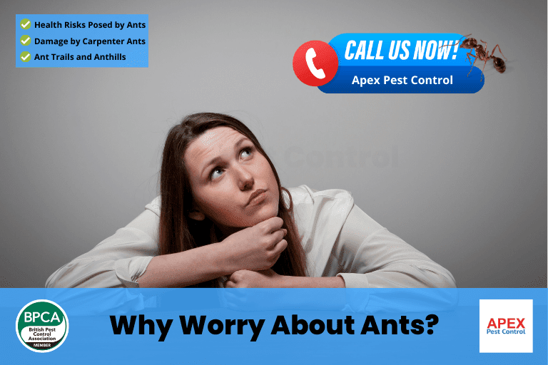 Why Worry About Ants