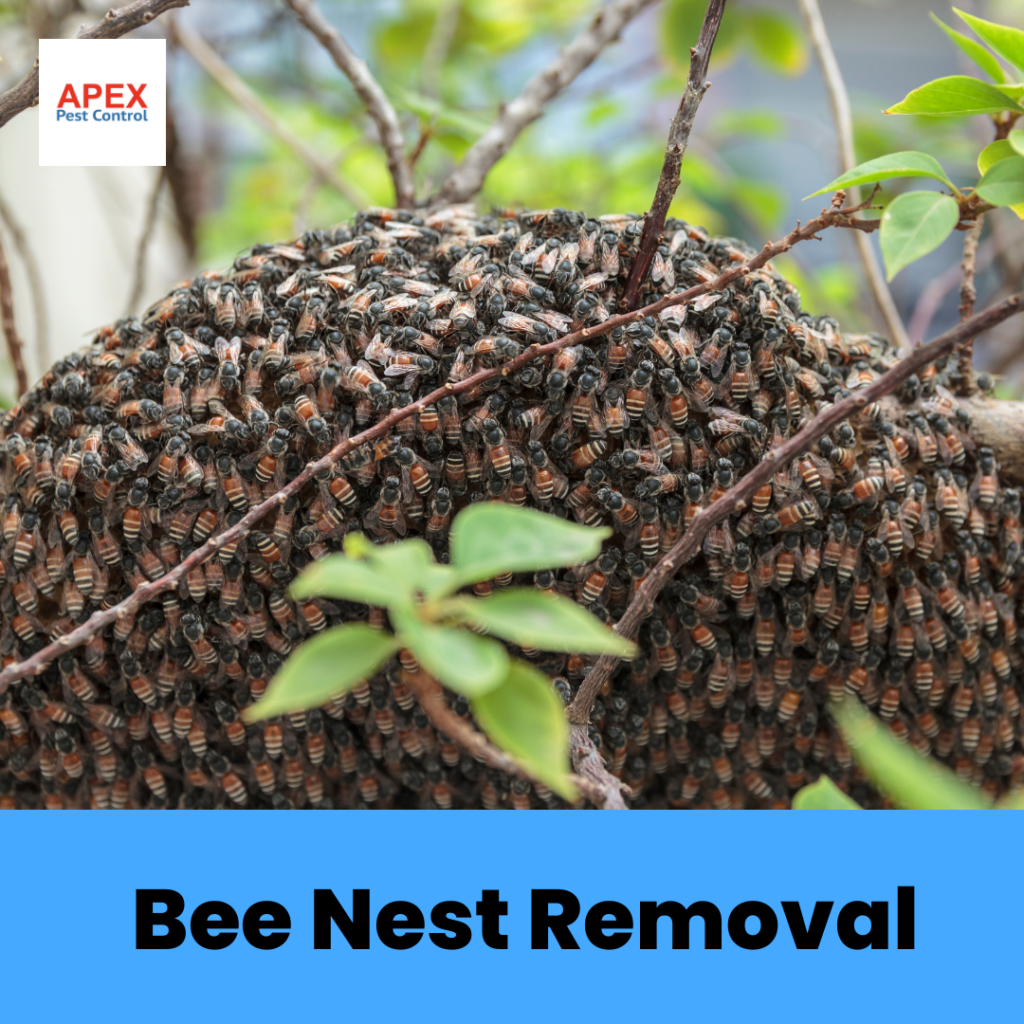 How Does A Bee Nest Removal Work? | Apex Pest Control