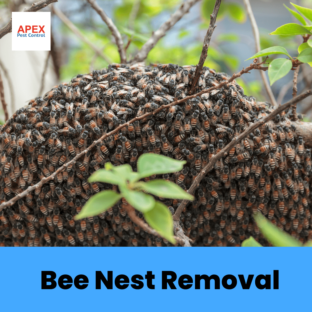 What Is Bee Removal?