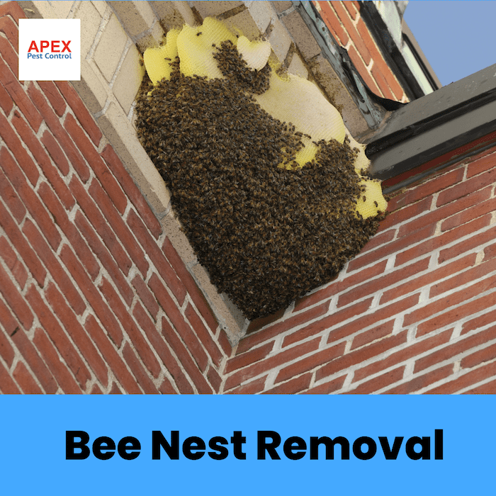 Bee nest removal