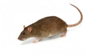 brown rat control