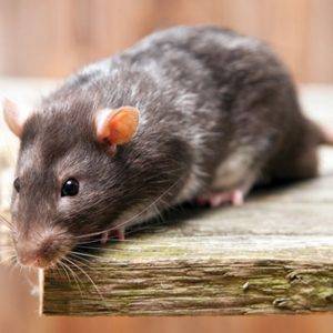 pest control company uk