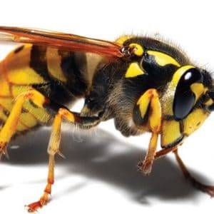business pest control wasps