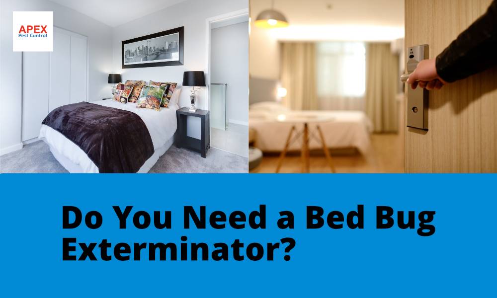 Bed Bug Exterminator Nyc Near Me