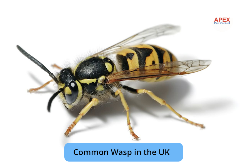 common wasp in the UK
