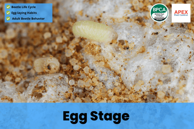 Egg Stage