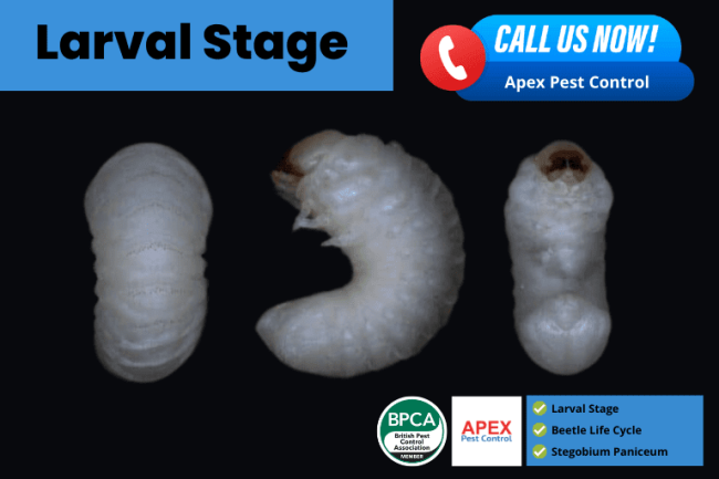 Larval Stage