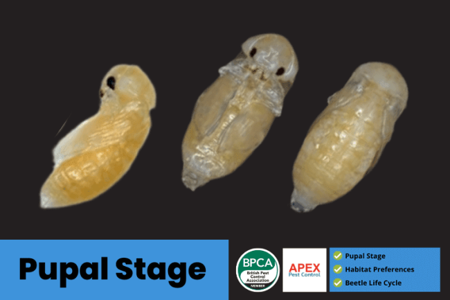 Pupal Stage