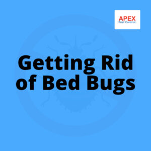 getting rid of bed bugs