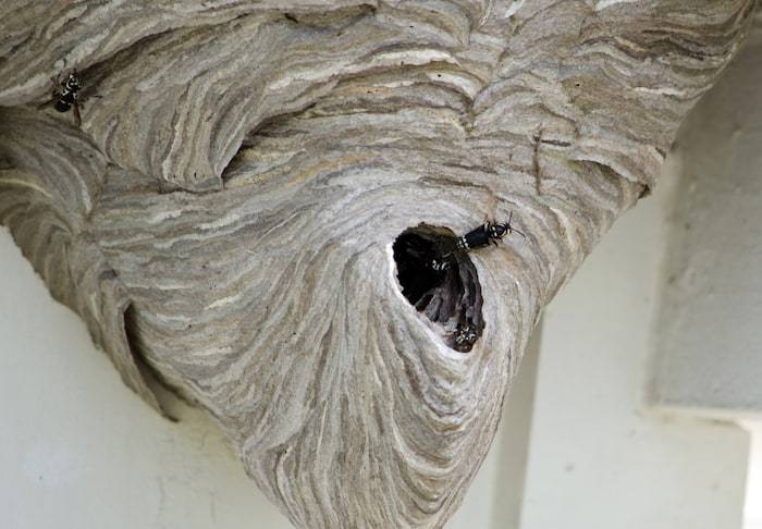 Paper wasp nest