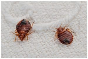 pest control bed bugs