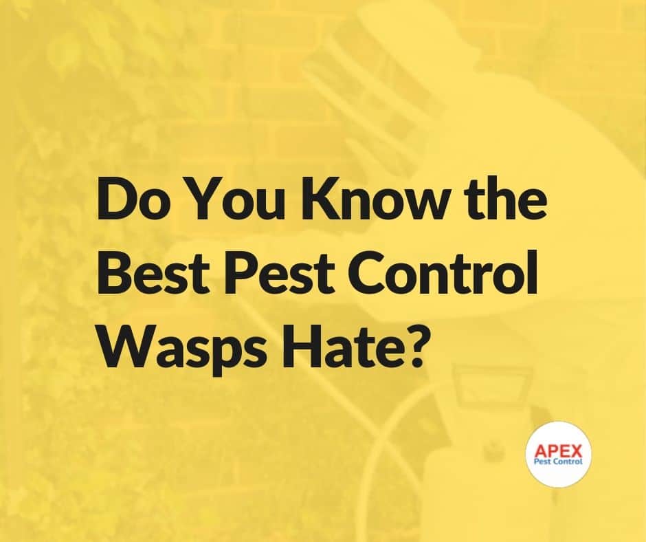 pest control wasps hate