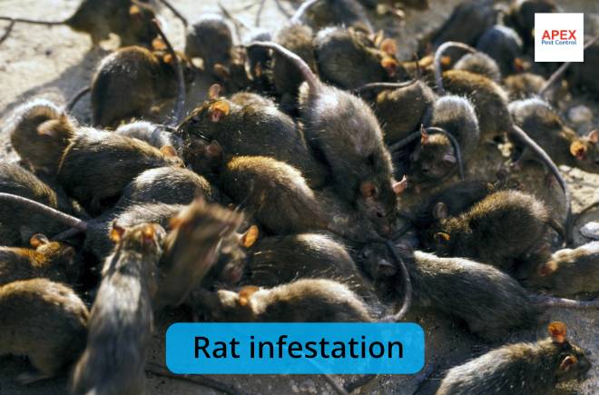 rat infestation