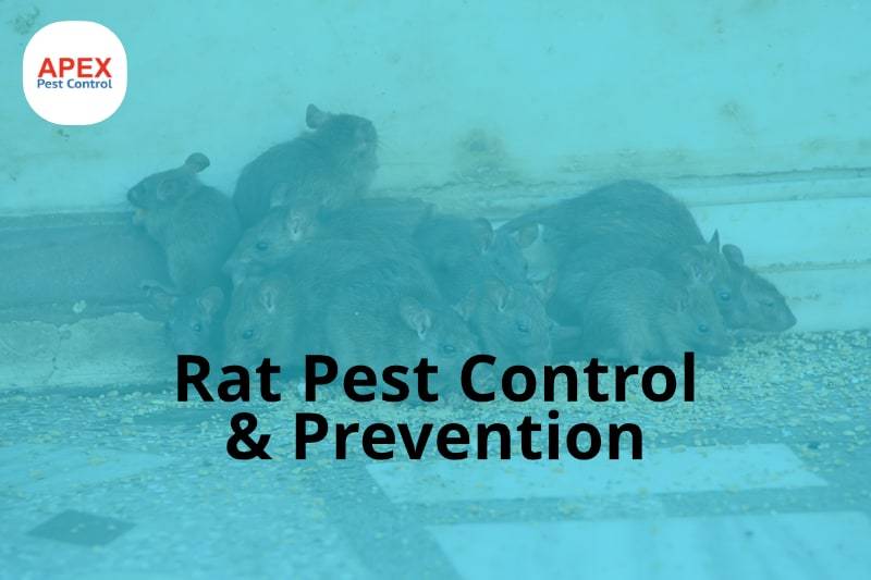 rat pest control - rat removal