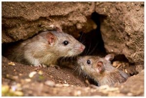 rats destroy homes
