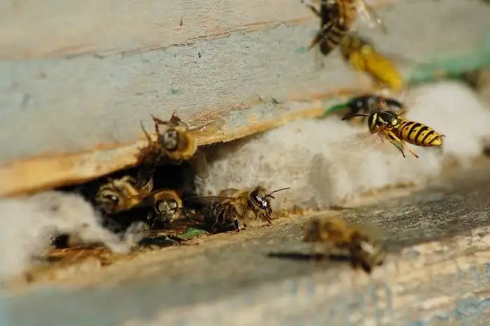 sign of a wasp nest