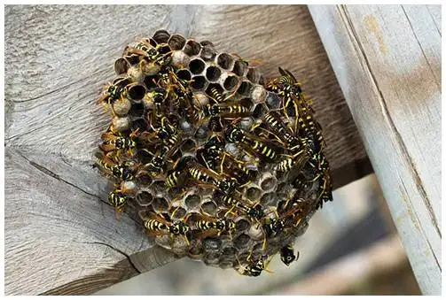 wasp infestation