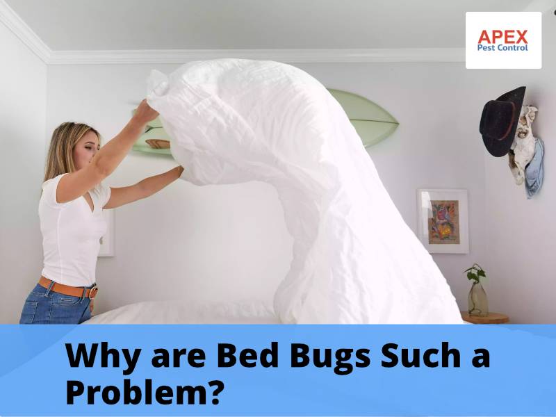 bedbug infestation